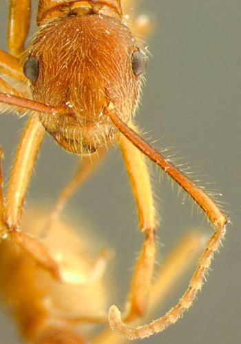 Media type: image; Entomology 9097   Aspect: head frontal view